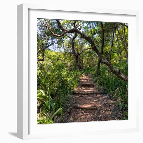 Awesome South Africa Collection Square - African Jungle-Philippe Hugonnard-Framed Photographic Print