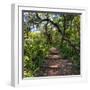 Awesome South Africa Collection Square - African Jungle-Philippe Hugonnard-Framed Photographic Print