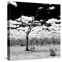 Awesome South Africa Collection Square - African Landscape B&W-Philippe Hugonnard-Stretched Canvas