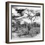 Awesome South Africa Collection Square - African Landscape III B&W-Philippe Hugonnard-Framed Photographic Print