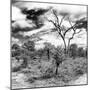 Awesome South Africa Collection Square - African Landscape III B&W-Philippe Hugonnard-Mounted Photographic Print