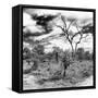 Awesome South Africa Collection Square - African Landscape III B&W-Philippe Hugonnard-Framed Stretched Canvas