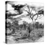 Awesome South Africa Collection Square - African Landscape III B&W-Philippe Hugonnard-Stretched Canvas