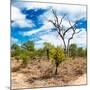 Awesome South Africa Collection Square - African Landscape III-Philippe Hugonnard-Mounted Photographic Print