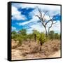 Awesome South Africa Collection Square - African Landscape III-Philippe Hugonnard-Framed Stretched Canvas