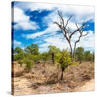 Awesome South Africa Collection Square - African Landscape III-Philippe Hugonnard-Stretched Canvas