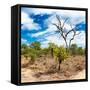 Awesome South Africa Collection Square - African Landscape III-Philippe Hugonnard-Framed Stretched Canvas