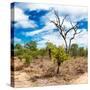 Awesome South Africa Collection Square - African Landscape III-Philippe Hugonnard-Stretched Canvas