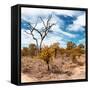 Awesome South Africa Collection Square - African Landscape in Fall Colors III-Philippe Hugonnard-Framed Stretched Canvas