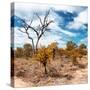 Awesome South Africa Collection Square - African Landscape in Fall Colors III-Philippe Hugonnard-Stretched Canvas