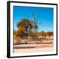 Awesome South Africa Collection Square - African Landscape in Fall Colors IV-Philippe Hugonnard-Framed Photographic Print