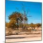 Awesome South Africa Collection Square - African Landscape in Fall Colors IV-Philippe Hugonnard-Mounted Photographic Print
