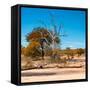 Awesome South Africa Collection Square - African Landscape in Fall Colors IV-Philippe Hugonnard-Framed Stretched Canvas