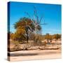 Awesome South Africa Collection Square - African Landscape in Fall Colors IV-Philippe Hugonnard-Stretched Canvas