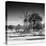 Awesome South Africa Collection Square - African Landscape IV B&W-Philippe Hugonnard-Stretched Canvas