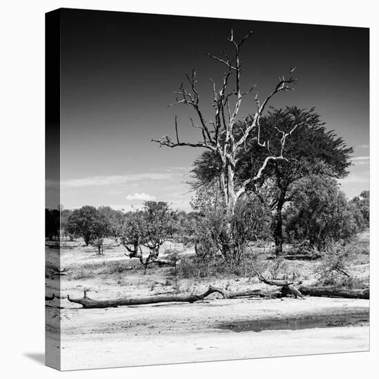 Awesome South Africa Collection Square - African Landscape IV B&W-Philippe Hugonnard-Stretched Canvas