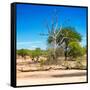 Awesome South Africa Collection Square - African Landscape IV-Philippe Hugonnard-Framed Stretched Canvas