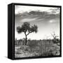 Awesome South Africa Collection Square - African Landscape V B&W-Philippe Hugonnard-Framed Stretched Canvas
