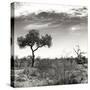 Awesome South Africa Collection Square - African Landscape V B&W-Philippe Hugonnard-Stretched Canvas