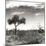 Awesome South Africa Collection Square - African Landscape V B&W-Philippe Hugonnard-Mounted Photographic Print