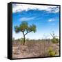 Awesome South Africa Collection Square - African Landscape V-Philippe Hugonnard-Framed Stretched Canvas