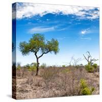 Awesome South Africa Collection Square - African Landscape V-Philippe Hugonnard-Stretched Canvas