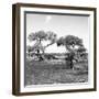 Awesome South Africa Collection Square - African Landscape with Acacia Trees B&W-Philippe Hugonnard-Framed Photographic Print