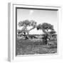 Awesome South Africa Collection Square - African Landscape with Acacia Trees B&W-Philippe Hugonnard-Framed Photographic Print