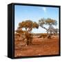 Awesome South Africa Collection Square - African Landscape with Acacia Trees in Fall Colors-Philippe Hugonnard-Framed Stretched Canvas