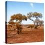 Awesome South Africa Collection Square - African Landscape with Acacia Trees in Fall Colors-Philippe Hugonnard-Stretched Canvas