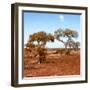 Awesome South Africa Collection Square - African Landscape with Acacia Trees in Fall Colors-Philippe Hugonnard-Framed Photographic Print