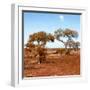 Awesome South Africa Collection Square - African Landscape with Acacia Trees in Fall Colors-Philippe Hugonnard-Framed Photographic Print