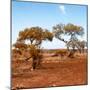 Awesome South Africa Collection Square - African Landscape with Acacia Trees in Fall Colors-Philippe Hugonnard-Mounted Photographic Print