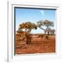 Awesome South Africa Collection Square - African Landscape with Acacia Trees in Fall Colors-Philippe Hugonnard-Framed Photographic Print