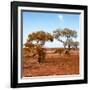 Awesome South Africa Collection Square - African Landscape with Acacia Trees in Fall Colors-Philippe Hugonnard-Framed Photographic Print