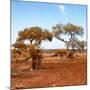 Awesome South Africa Collection Square - African Landscape with Acacia Trees in Fall Colors-Philippe Hugonnard-Mounted Photographic Print