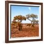 Awesome South Africa Collection Square - African Landscape with Acacia Trees in Fall Colors-Philippe Hugonnard-Framed Photographic Print