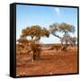 Awesome South Africa Collection Square - African Landscape with Acacia Trees in Fall Colors-Philippe Hugonnard-Framed Stretched Canvas
