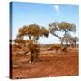 Awesome South Africa Collection Square - African Landscape with Acacia Trees in Fall Colors-Philippe Hugonnard-Stretched Canvas