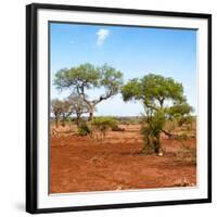 Awesome South Africa Collection Square - African Landscape with Acacia Trees-Philippe Hugonnard-Framed Photographic Print