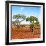 Awesome South Africa Collection Square - African Landscape with Acacia Trees-Philippe Hugonnard-Framed Photographic Print