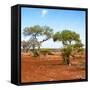 Awesome South Africa Collection Square - African Landscape with Acacia Trees-Philippe Hugonnard-Framed Stretched Canvas