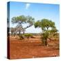 Awesome South Africa Collection Square - African Landscape with Acacia Trees-Philippe Hugonnard-Stretched Canvas