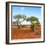 Awesome South Africa Collection Square - African Landscape with Acacia Trees-Philippe Hugonnard-Framed Photographic Print