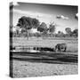 Awesome South Africa Collection Square - African Landscape with Black Rhino B&W-Philippe Hugonnard-Stretched Canvas