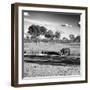 Awesome South Africa Collection Square - African Landscape with Black Rhino B&W-Philippe Hugonnard-Framed Photographic Print