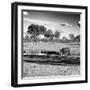 Awesome South Africa Collection Square - African Landscape with Black Rhino B&W-Philippe Hugonnard-Framed Photographic Print