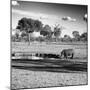 Awesome South Africa Collection Square - African Landscape with Black Rhino B&W-Philippe Hugonnard-Mounted Photographic Print