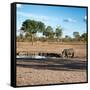 Awesome South Africa Collection Square - African Landscape with Black Rhino-Philippe Hugonnard-Framed Stretched Canvas