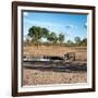 Awesome South Africa Collection Square - African Landscape with Black Rhino-Philippe Hugonnard-Framed Photographic Print